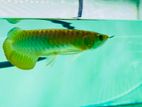 24k Crossback Arowana Fish