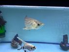 Fish Tank with Fishes