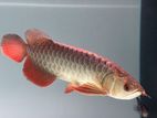 24K Crossback Goldern Arowana