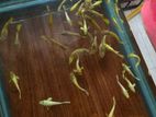 24K Full Gold Guppies