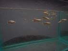Gold Male Guppies