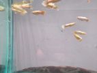Male Guppies