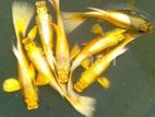 24 K Gold Guppys
