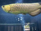 Golden Arowana Fish