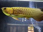 Golden Arowana