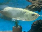 24k Golden Arowana