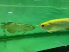 24k Golden Arowana