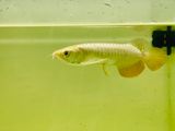 Golden Arowana