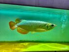 24k Golden Arrowana with Fish Tank Full Setup