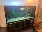 24k Golden Cross Back Arowana