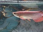 24K Golden Crossback Arowana