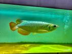 24k Golden Crossback Arowana