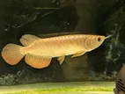 24K Golden Crossback Arowana