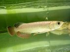 24K Golden Crossback Arowana