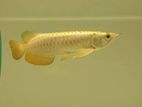 24k golden crossback arowana