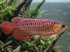 24k golden crossback arowana