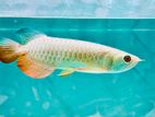 24k golden crossback Arowana