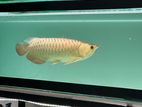 24k Golden Crossback Arowana