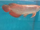 24k Golden Crossbak Arowana