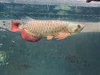 24k Golden Helmet Arowana Fish