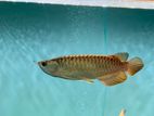 24 K Malaysian Golden Arowana