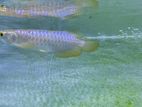 24k Premium Crossback Goldena Arowana