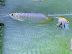 Crossback Goldena Arowana