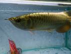 Golden Arowana