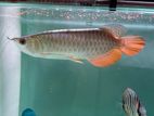 24k Premium Golden Arowana