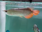 24k Premium Golden Arowana
