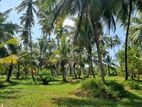 25 Acers Coconut Estate - Kurunegala,Ridigama