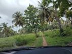 25-Acre Coconut Estate for Sale – Hiripitiya, Gonagama, Kurunegala