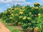25 acre mango orchard with all facilities is for sale (SSPL-411)