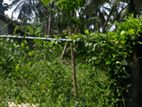 2.5-Acre Riverfront Land for Sale in Wekwell, Galle
