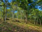 2.5 Acre Scenic Land for Sale at Pambahinnda, Belihuloya.