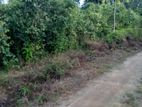 2.5 Acres Cinnamon Land for Sale - Maha Uragaha