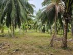 25 Acres Land For Sale Hakmana