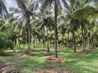 2.5 Acres Land for Sale in Dambulla