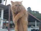 Persian Cat