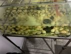2.5 Feet Fishtank