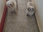 2.5 Years Old Zitsu Puppies Looking For Caring Family