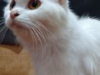 Persian Cat