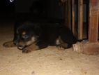 Rotweiler Puppy