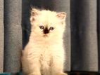 Persian Cat