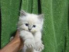Persian Cat
