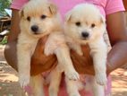 Pomeranian Puppy