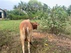 Farm Cow