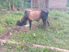 ගවයන්