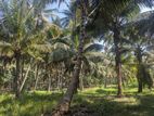 254P Coconut Cultivation Land – Near Wariyapola Town, Piyumgalla Road