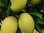 25.5 Acres 100% Fruitful TJC Mango Orchard For Sale in Girandurukotte